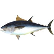 stuart florida fishing charters tuna